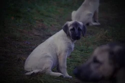Kangal šteniatka