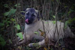 Kangal šteniatka