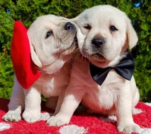 Labradorský retrívr s PP