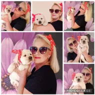 Labradorský retrívr s PP