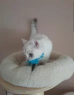 Britská kočička s PP k odběru je ihned