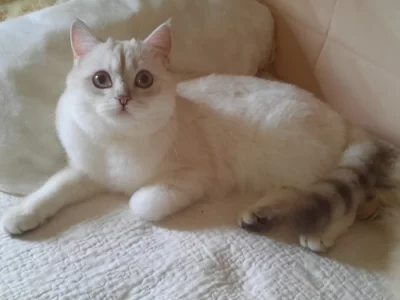 Britská kočička s PP k odběru je ihned