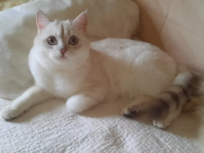 Britská kočička s PP k odběru je ihned