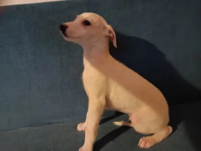 Whippet /Vipet/ - štěňata bez pp