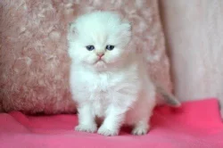 Britská colorpoint koťátka s PP