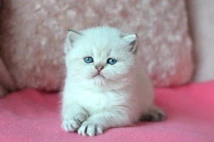 Britská colorpoint koťátka s PP