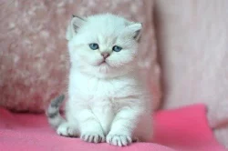 Britská colorpoint koťátka s PP