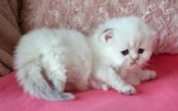 Britská colorpoint koťátka s PP