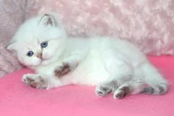 Britská colorpoint koťátka s PP