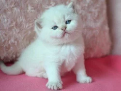 Britská colorpoint koťátka s PP