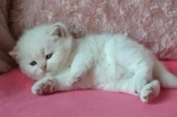 Britská colorpoint koťátka s PP