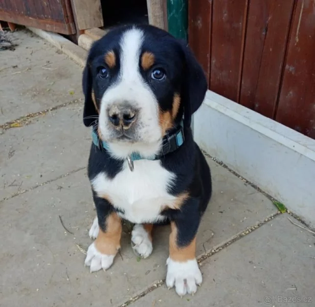 Velký švýcarský salašnický pes