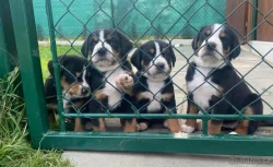 Velký švýcarský salašnický pes