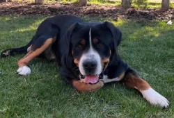 Velký švýcarský salašnický pes