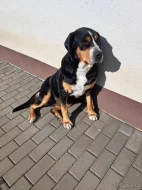 Velký švýcarský salašnický pes