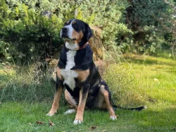 Velký švýcarský salašnický pes