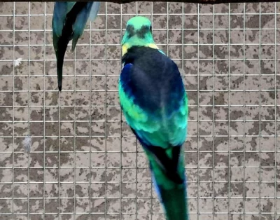 Barnard červenočelý / modrá