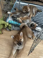 Shiba s PP k odběru