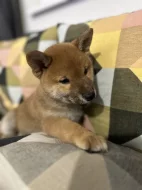 Shiba s PP k odběru