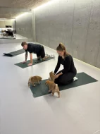 Shiba s PP k odběru