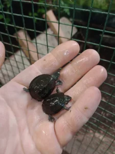 Klapavka obecná (Sternotherus odoratus)