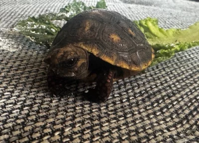 Želva uhlířská + kompletní příslušenství