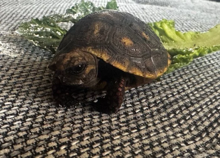 Želva uhlířská + kompletní příslušenství