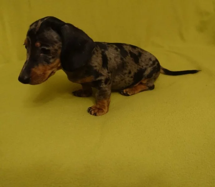 jezevčík trpasličí