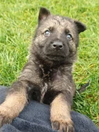 Německý ovčák s PP