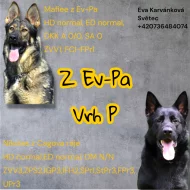 Německý ovčák s PP