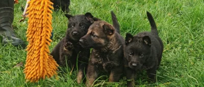 Německý ovčák s PP