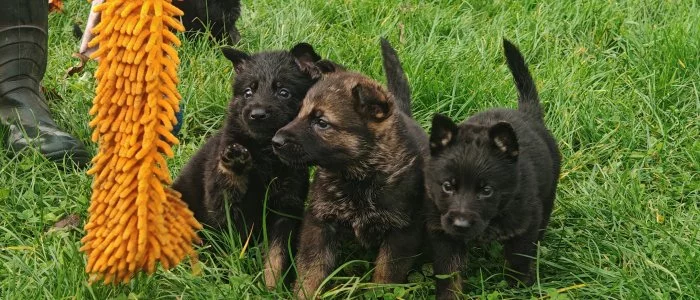 Německý ovčák s PP