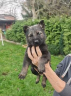 Německý ovčák s PP