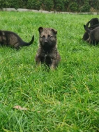 Německý ovčák s PP