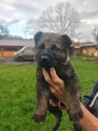 Německý ovčák s PP