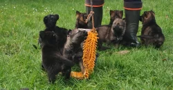 Německý ovčák s PP