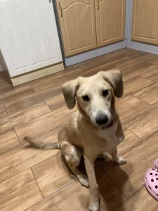 Prodám štěně, 6. měsíců, fenka křížence