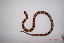 Korálovka mex-camb odchov