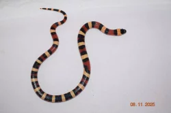 Korálovka mex-camb odchov