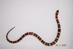 Korálovka mex-camb odchov