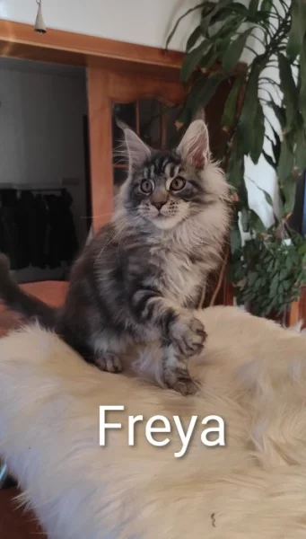 Mainská mývalí koťátka s PP