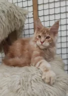 Mainská mývalí koťátka s PP