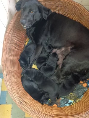 Labradorský retrívr štěňátka