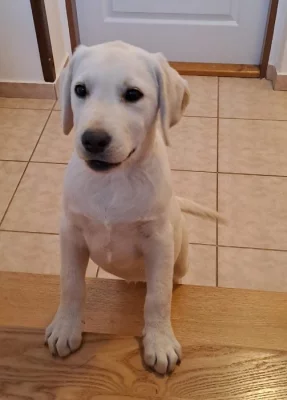 Labrador - štěňátka s PP