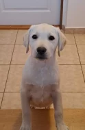Labrador - štěňátka s PP