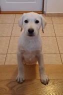 Labrador - štěňátka s PP