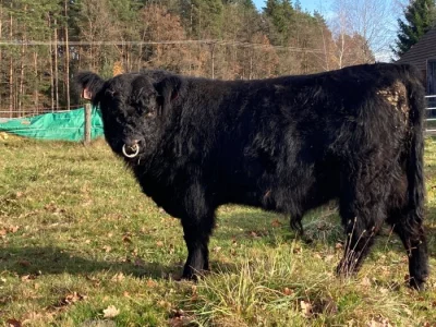 Prodám plemenného býka Galloway
