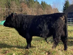 Prodám plemenného býka Galloway