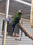 Ara marakana, odchov 2024, 2025