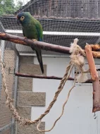 Ara marakana, odchov 2024, 2025